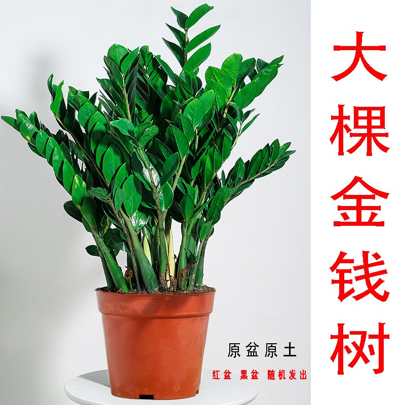 金钱树盆栽植物室内好养客厅大盆摆件发财树钱绿植阳台串四季子
