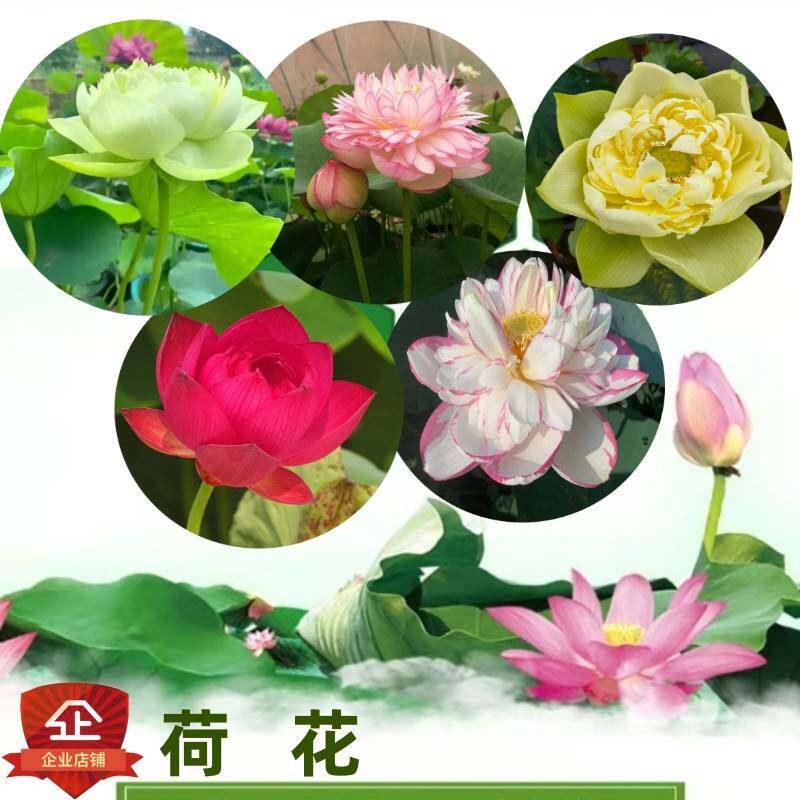 名贵重瓣莲花苗池塘大型观赏荷花苗水生种藕苗莲藕种苗盆栽荷花卉