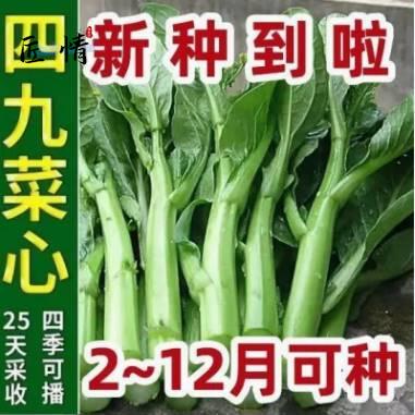 【25天采收】四季菜心种子四九甜菜心种子广东青菜籽盆栽蔬菜种子