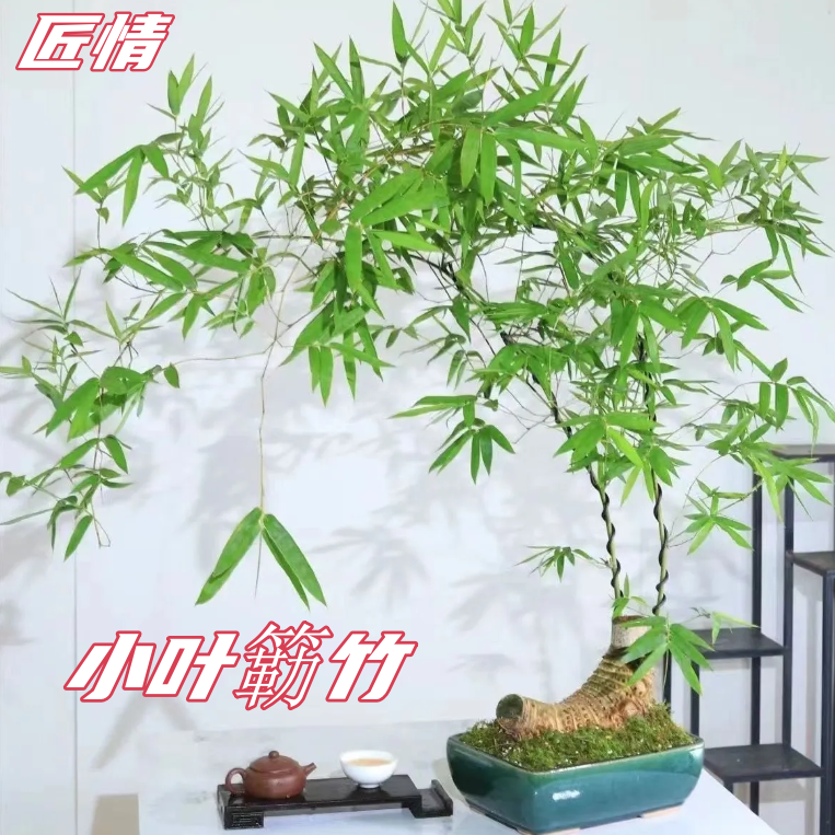 禅意小叶簕竹带芽茶室必备桌上盆景绿植盆栽庭院观赏竹子耐寒老桩