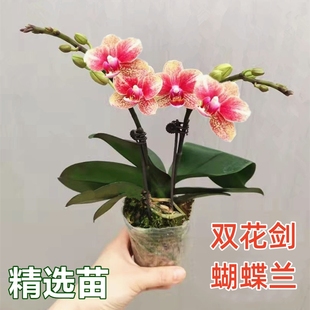 带花剑蝴蝶兰盆栽兰花大苗带花剑带花苞四季 开花室内花好养易成活