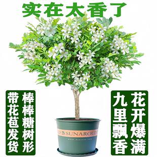 九里香花盆栽四季 树苗开花浓香老桩七里香苗易养室内阳台庭院植物