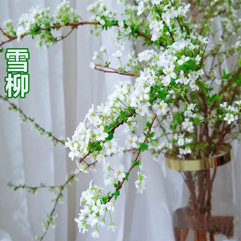 雪柳鲜枝干支枝盆栽喷雪花水培植物花卉室内插水开花树苗绿植龙柳_虎窝淘