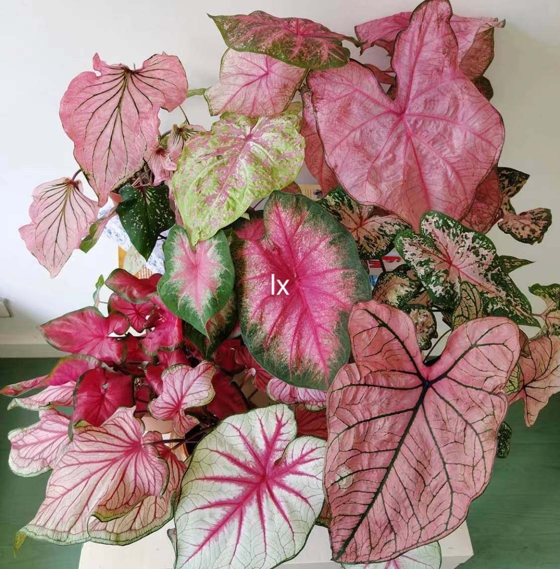 彩叶芋五彩芋种球,红酒飞溅粉色飞溅大爆炸,喜阳耐热绿植