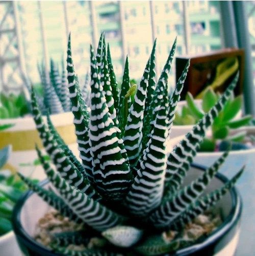 条纹十二卷12卷多肉植物好养办公室内桌面小绿植创意盆栽易活好养