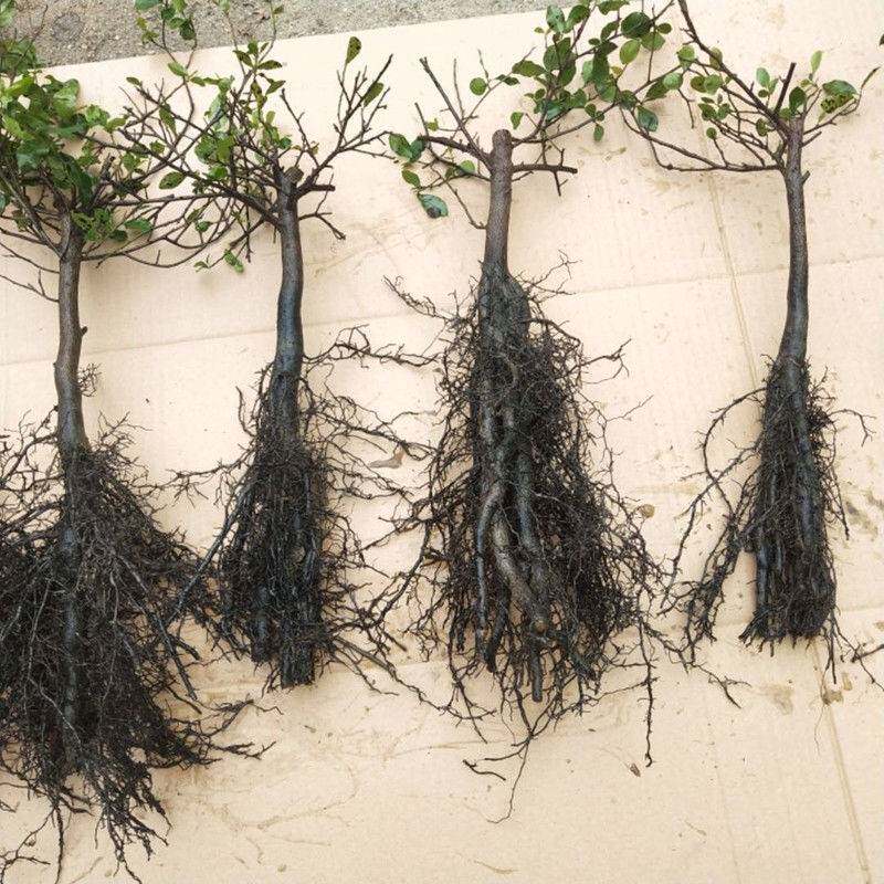 金弹子品种盆栽盆景小树苗四川乌柿金单蛋子鸡血红葫芦母树小老桩