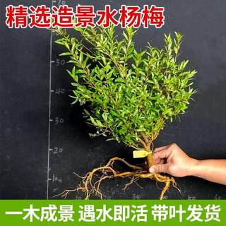 水杨梅鱼缸造景装饰水草植物阴性绿植乌龟缸水族箱净化淡水质盆栽