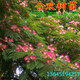 象征着荣华富贵 合欢树苗庭院合欢树苗绒花树苗彩色树种