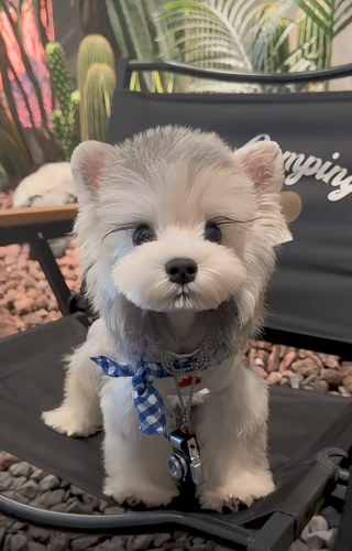 纯种雪纳瑞幼犬迷你型活狗小体犬椒盐色宠物狗狗出售
