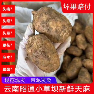 新鲜天麻云南昭通带泥土鲜乌天麻小草坝特级天麻粉干天麻片中药材