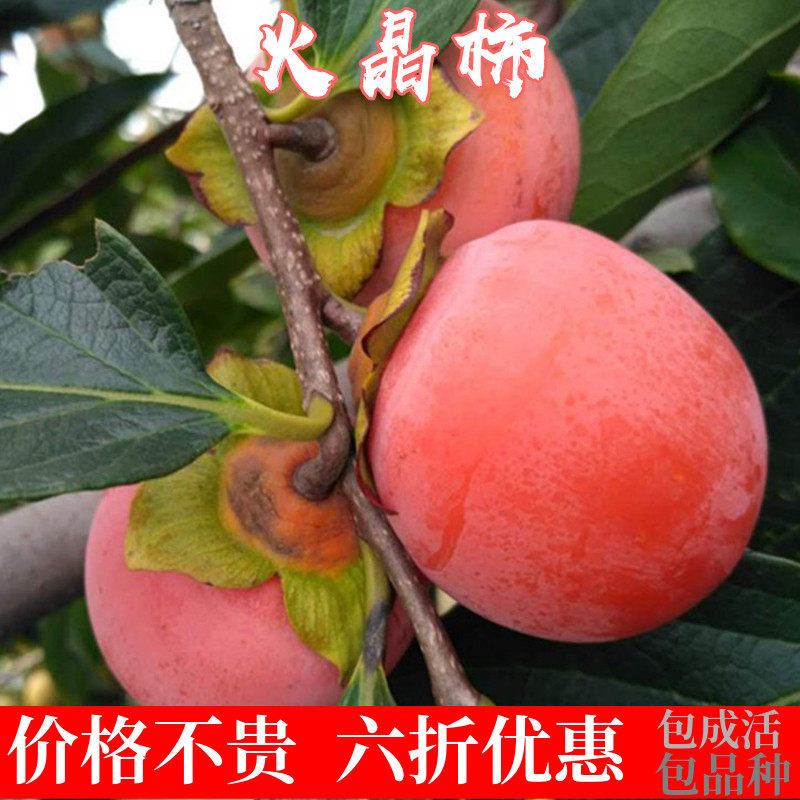 果树苗柿子树 图片 价格 多少钱 什么值得买