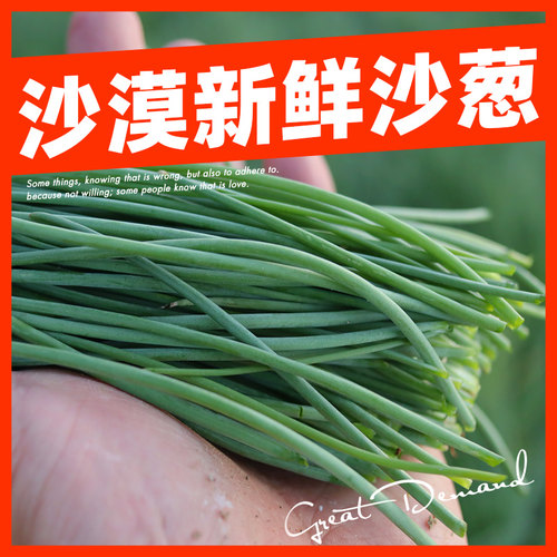顺丰包邮沙葱甘肃民勤新鲜蔬菜