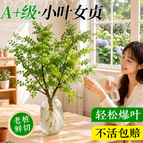【鲜切现发】水培小叶女贞好养活