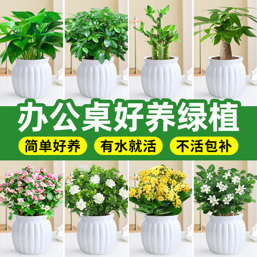 【办公室绿植物】水培发财树盆栽