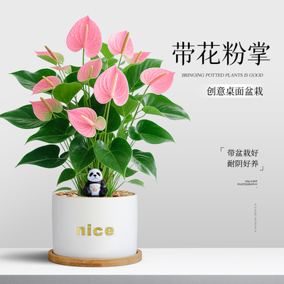粉掌盆栽室内办公室桌面好养绿植