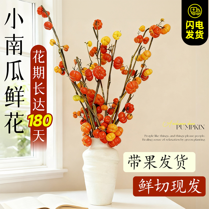 水培小南瓜切枝插花五代果黄金果