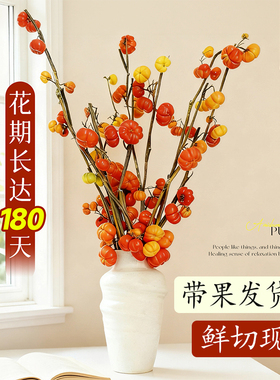 水培小南瓜鲜花观赏插花黄金果五代果切枝花卉室内好养绿植物装饰