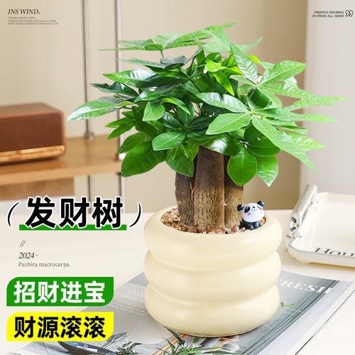 北欧INS风发财树桌面盆栽绿植