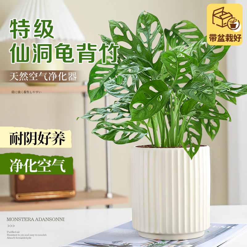 仙洞龟背竹盆栽室内净化空气植物