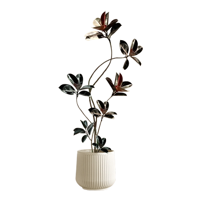 黑金刚橡皮树盆栽室内大型绿植