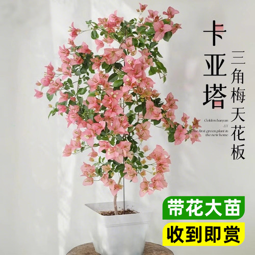 三角梅盆栽带花发货卡亚塔老桩重瓣大苗懒人好养绿植四季常青植物