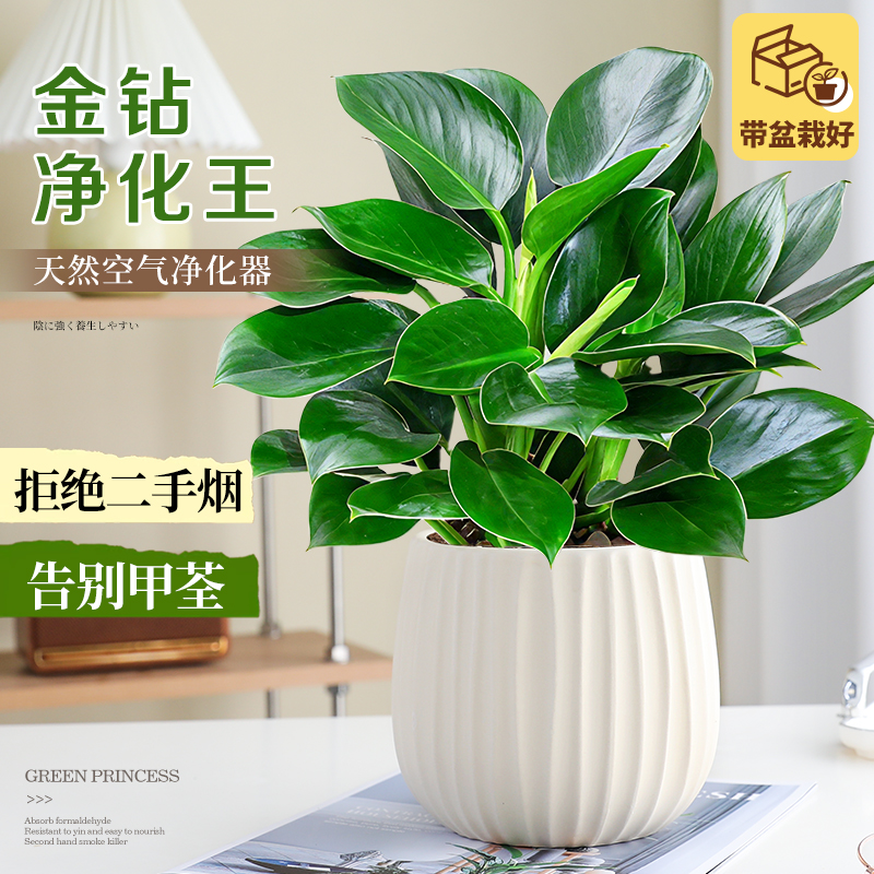 特级金钻绿公主绿植室内桌面好养盆栽四季好养除甲醛净化空气耐阴