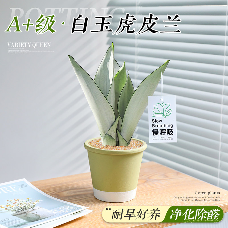 办公室小盆栽白玉虎皮兰绿植花卉室内桌面上工位摆件耐旱好养植物