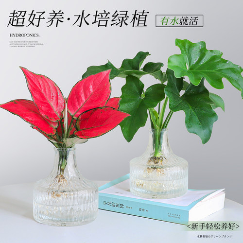 【高颜热销植物】桌面好养吉利红