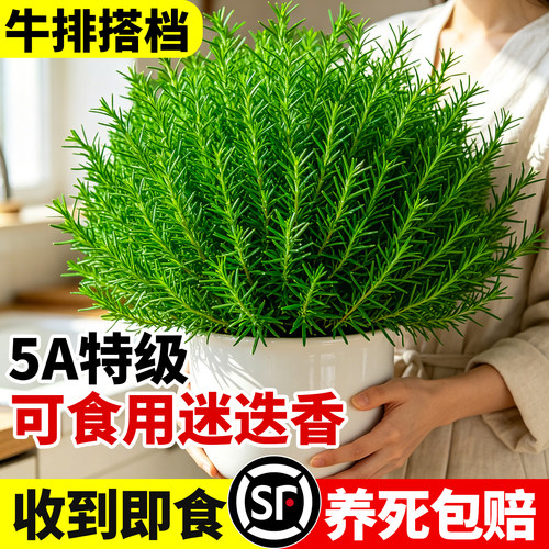 【牛排搭档】精品可食用迷迭香