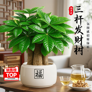 大盆三杆发财树盆栽室内桌面绿植花卉招财旺运四季常青好养金钱树