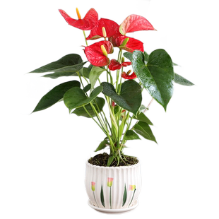 特级红掌盆栽一帆风顺白掌花卉植物室内好养绿植鸿运当头多季开花