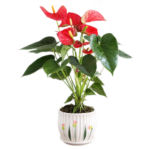 特级红掌盆栽一帆风顺白掌花卉植物室内好养绿植鸿运当头多季开花