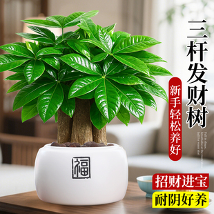 发财树盆栽招财旺宅桌面盆景办公室绿植室内客厅中式禅意四季植物