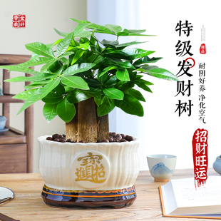 大盆三杆发财树绿植盆栽招财植物室内开业中式盆景金钱树四季好养