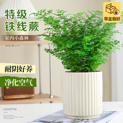 铁线蕨盆栽办公室内桌面耐阴好养