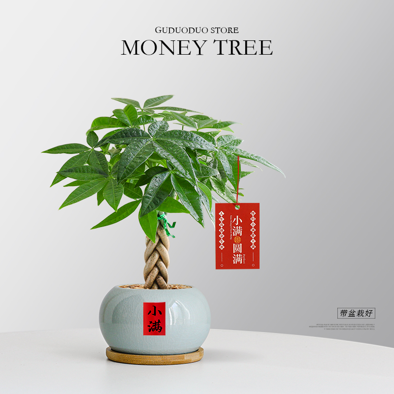 特级发财树盆栽室内绿植桌面好养