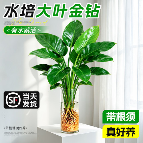【水培大叶金钻】耐阴好养龟背竹