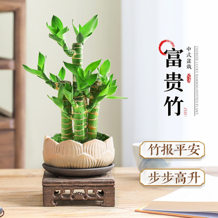 富贵竹盆栽室内客厅桌面招财绿植四季常青花卉中式禅意植物好养活