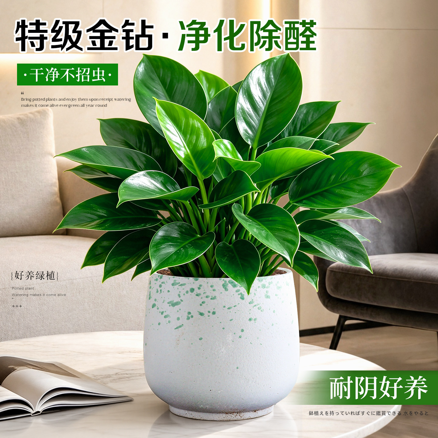 【A+级金钻】绿公主耐阴好养盆栽图片