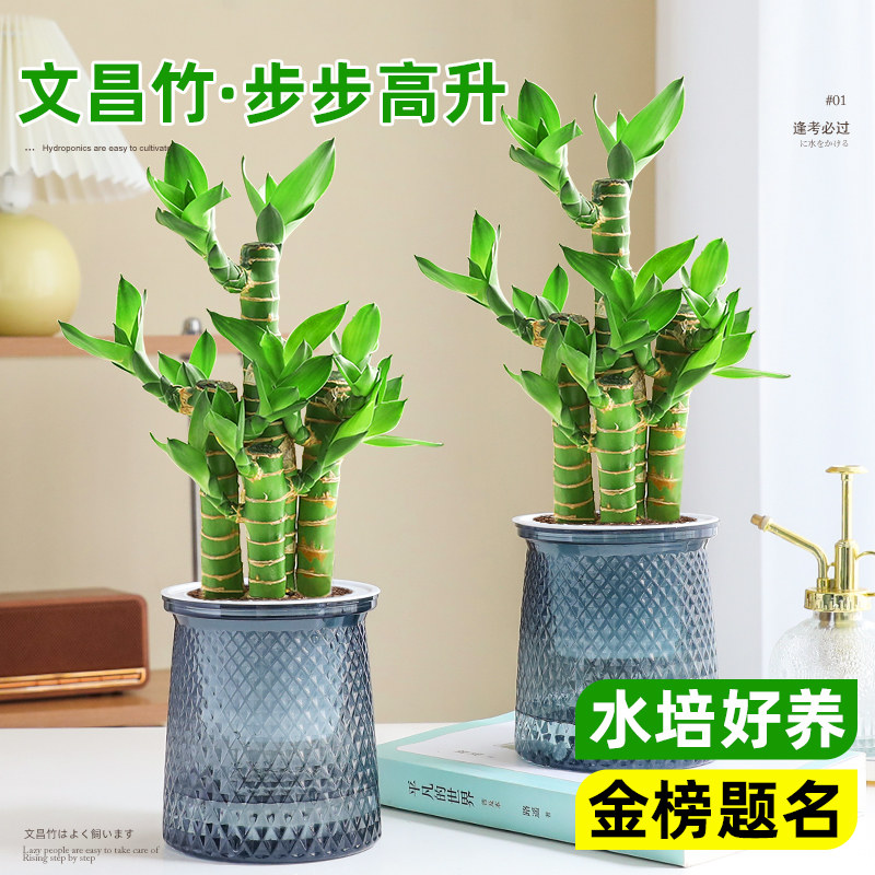 4枝文昌竹盆栽金榜题名桌面植物图片