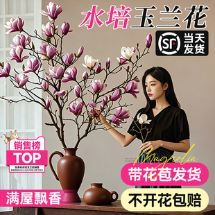 水培玉兰花鲜切枝带花苞室内桌面盆栽插花绿植物浓香花卉耐寒好养