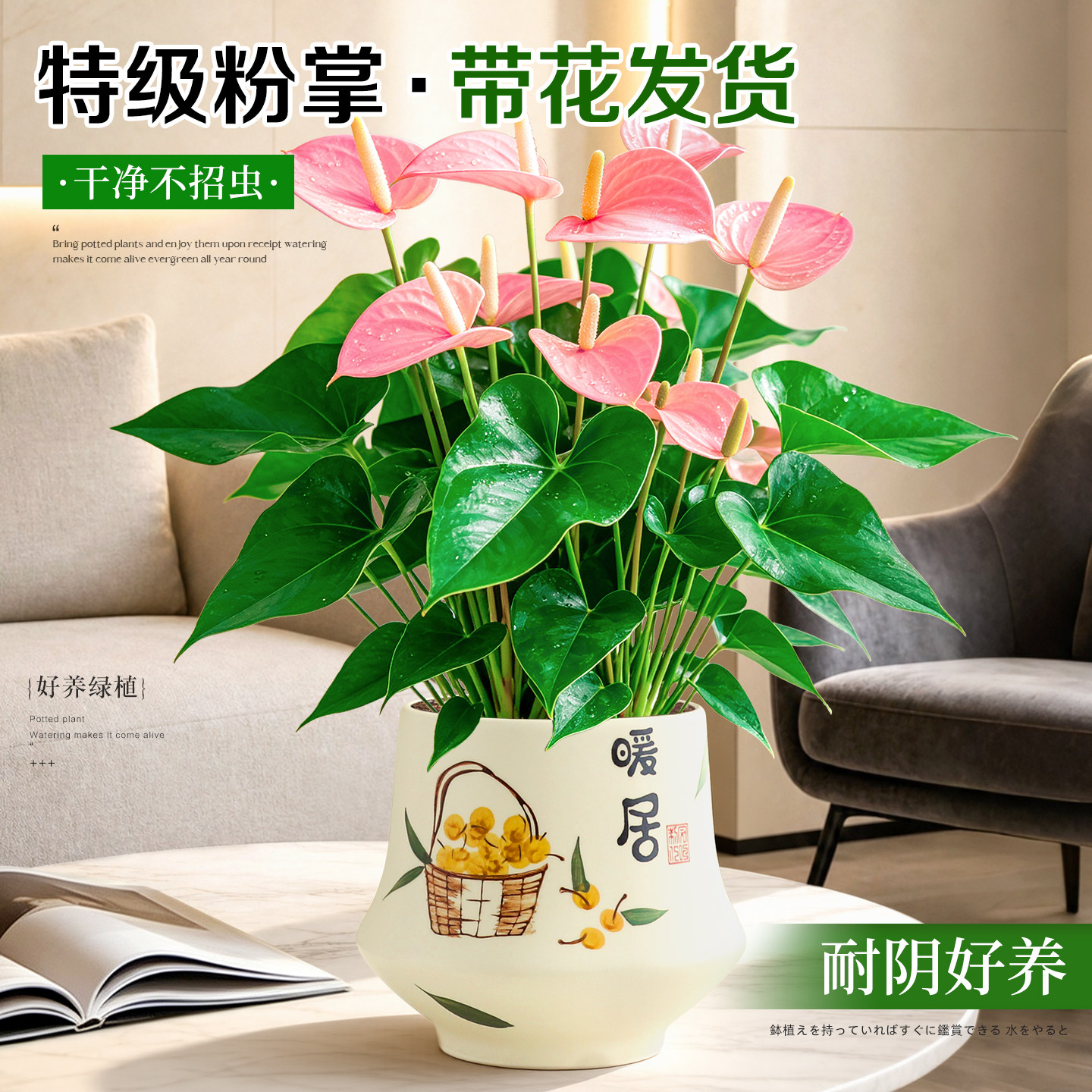 带花粉掌植物花卉室内多季开花红粉佳人绿植客厅桌面好养易活盆栽