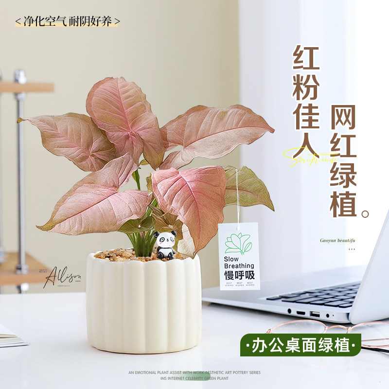 红粉佳人合果芋盆栽办公室室内桌面摆件彩色花卉四季观叶好养植物,鲜花速递/花卉仿真/绿植园艺,绿植,淘宝优惠券,粉丝福利购,淘宝优惠卷