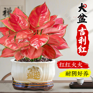 特级大盆吉利红盆栽如意皇后室内客厅绿植物四季好养旺宅年宵花卉