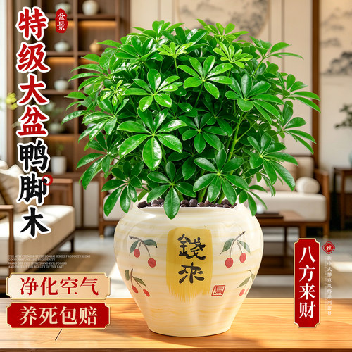 【净化空气】大盆鸭脚木八方来财