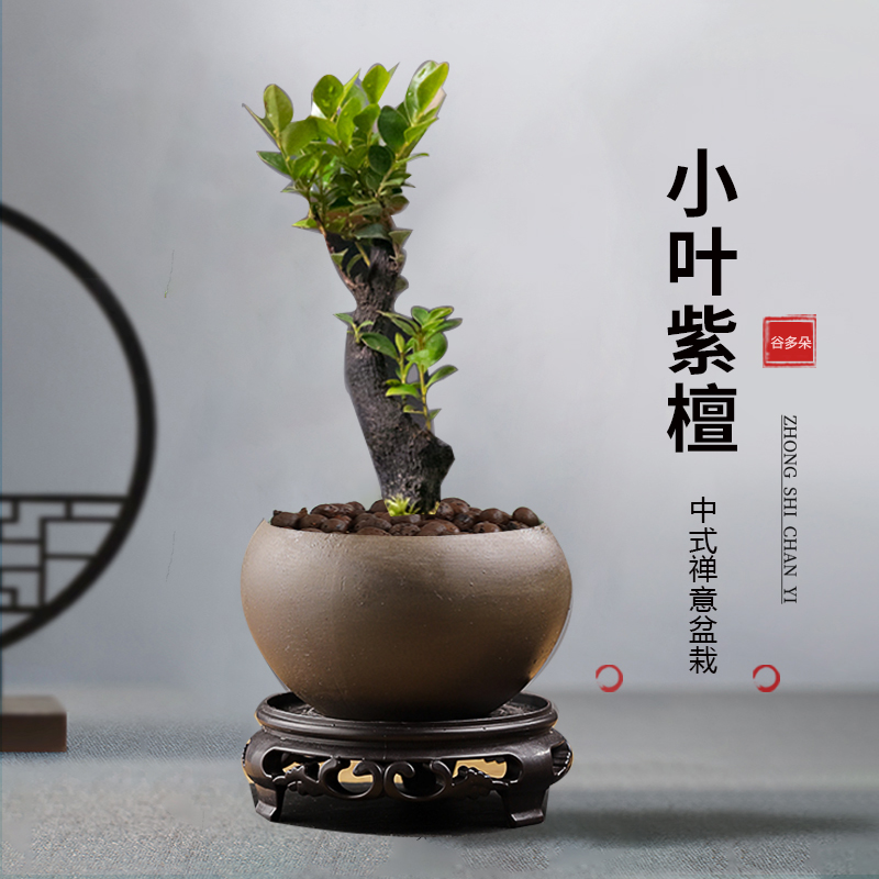 小叶紫檀盆景树苗盆栽老桩客厅办公室室内外好养活四季常青绿植物