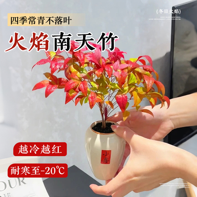 【冬日火焰】火焰南天竹好养绿植