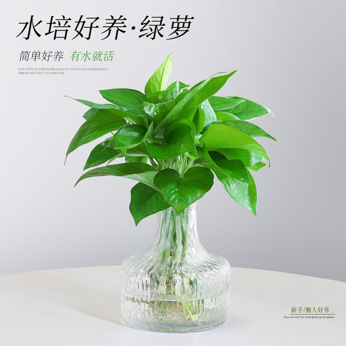 【水培绿萝绿植】净化除醛小盆栽