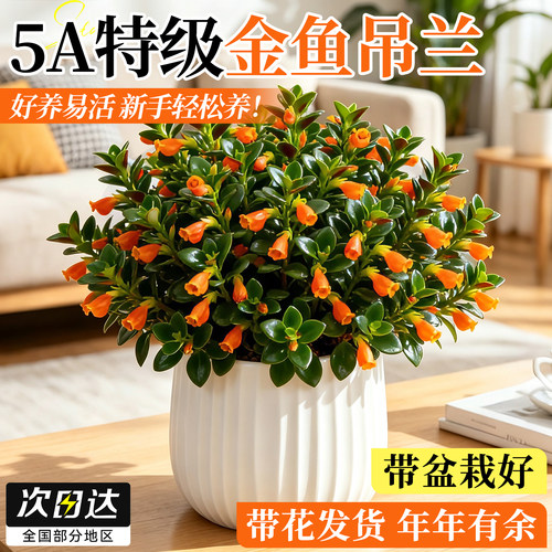 【超多花苞】特级金鱼吊兰绿植