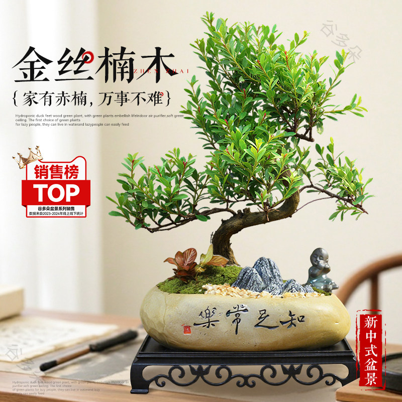 造型金丝楠木盆景室内绿植盆栽老桩客厅办公客厅桌面植物摆件礼品